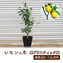 【ふるさと納税】苗木 鉢植え レモンの木 黒プラスティック鉢 直径27cm 植物 ガーデン インテリア ※配送不可:北海道、沖縄、離島　朝倉市