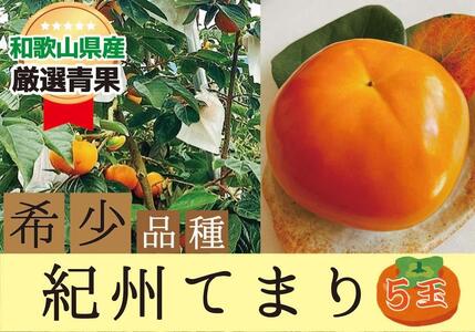 希少品種の柿〇紀州てまり〇5玉化粧箱入り【2024年10月下旬以降発送】