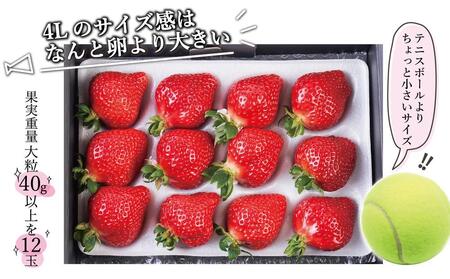 【出荷期間は1月～4月末】まるで宝石！希少な大粒サイズ！「完熟あまおう」4Lサイズ450g入り
