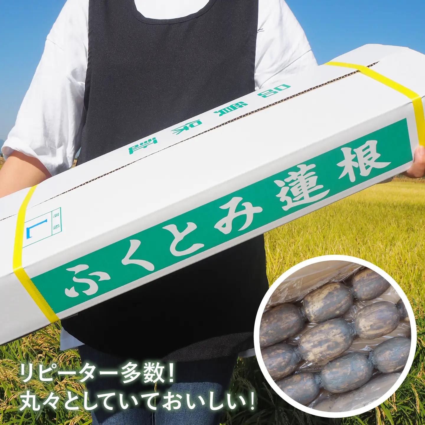 【先行予約 2026年9月～発送】白石れんこん 約3kg / れんこん [ICT001]