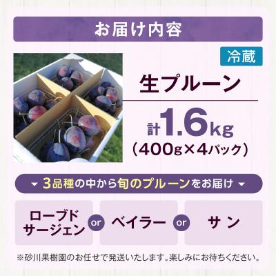 ふるさと納税 余市町 2026年8月中旬より発送　余市の砂川果樹園が贈る【余市の生プルーン】1.6kg_Y033-0040 |  | 02