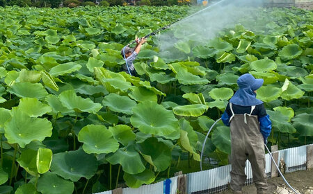 【野菜ソムリエサミット金賞】れんこん約2kg / れんこん 2026年8月～発送 [IDC002]