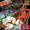 【ふるさと納税】 【2025年4月より順次配送】訳あり 朝獲れ 伊勢海老 350g ～ 450g 規格外 わけあり 急速 冷凍 産地直送 須崎 高知 海鮮 魚介類 イセエビ 海老 えび エビ 伊勢エビ 贅沢 さしみ ふるさと納税伊勢海老 ふるさと納税海鮮 ふるさと納税魚介 ふるさと納税さしみ