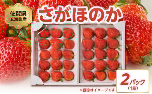 ★予約受付★【内容量選べる】渡邉農園 佐賀県玄海町産「さがほのか」2026年1月～4月までに順次配送 ／ 送料無料 さがほのか 苺 いちご イチゴ 希少 果物 くだもの フルーツ デザート 旬 1月配送 順次配送 予約受付