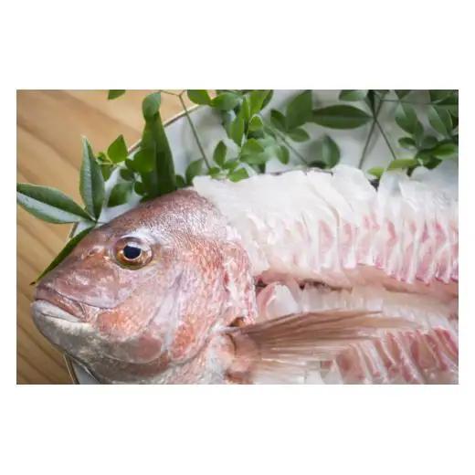 N357　紀州梅まだい３尾（鮮魚）