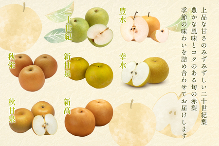 【2026・先行予約】二十世紀梨と旬の赤梨セット 4kg｜鳥取 果物 フルーツ なし 梨 品種はおまかせ 2026年収穫後【41039】