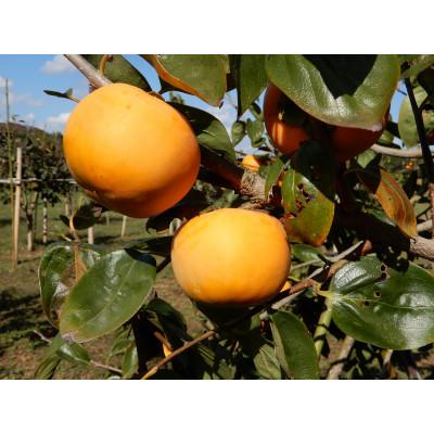 ふるさと納税 かすみがうら市 大ぶりの完全甘柿「陽豊」3.5kg以上(10〜14個)