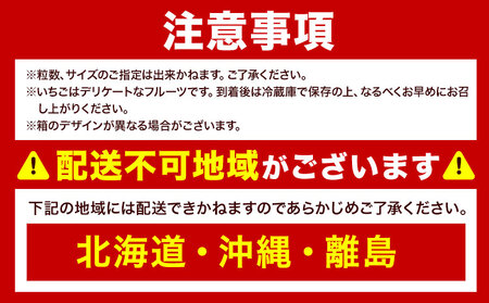 福岡県産 春あまおう 6パック(250g/1パック) 南国フルーツ株式会社《2027年2月上旬-2027年3月末頃出荷》【配送不可地域あり】