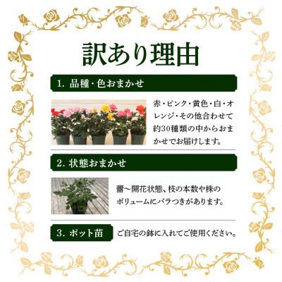 ふるさと納税 本巣市 おまかせ ミニバラ 3.5号 20鉢 詰め合わせ 肥料付き 訳あり 家庭用 バラ 花 四季咲き |  | 01