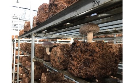 乾し椎茸セット