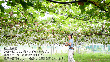 【 先行予約 】茨城県産 シャインマスカット1房と旬の梨詰め合わせ 約 3kg ( 茨城県共通返礼品 : 常陸太田市 )【 2026年 9月中旬頃より発送 】