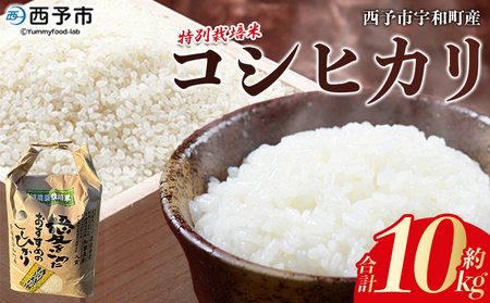 ＜令和7年産 西予市宇和町産 特別栽培米コシヒカリ 10kg＞ お米 コメ こめ 白米 精米 ご飯 白飯 ごはん ライス 穀物 こしひかり コシヒカリ 朝食 低農薬 特産品 愛媛県産 西予市産 宇和町産 三好フク 愛媛県 西予市 【常温】『2025年9月中旬より順次出荷予定』UMH0003