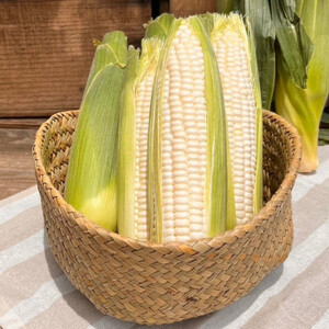 和泉市産のとうもろこしセット(黄色5本・白色5本)【配送不可地域：離島】【1518411】