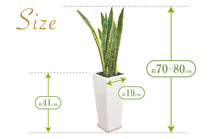 観葉植物 サンスベリア ローレンティ 7号 白 陶器鉢植え 75cm ロングスクエア/サンスベリア 鉢植え 観葉 植物 インテリア おしゃれ プレゼント/大村市/琴花園[ACYK044]