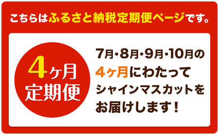 【4ヶ月定期便】ぶどう シャインマスカット 晴王 600g 1房 マスカット岡山《7月上旬-10月末頃出荷》岡山県 浅口市 送料無料 フルーツ 果物 マスカット お取り寄せフルーツ【配送不可地域あり】