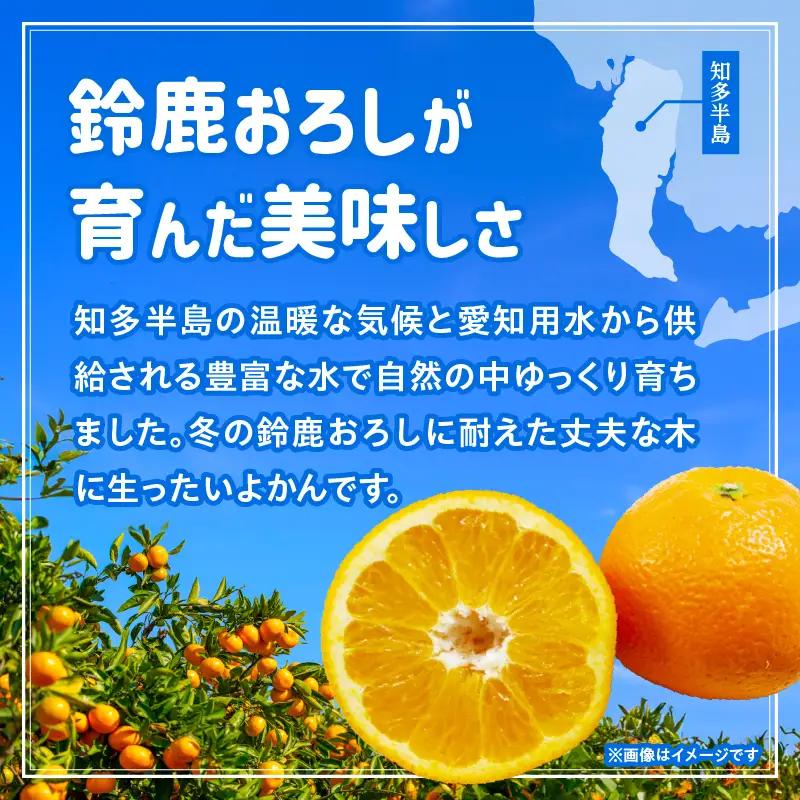 【先行予約】【訳あり】常滑ハッピーいよかん 1kg （3～4個）｜いよかん フルーツ 常滑市