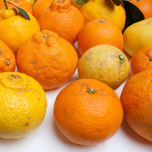 ＜1月より発送＞家庭用 柑橘詰合せ5kg+150g(傷み補償分)【訳あり】【フルーツ詰め合せ】【配送不可地域：離島・北海道・沖縄県】【1176705】