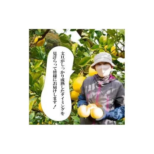 訳あり 土佐文旦 【 10kg 】 202７年１月下旬より発送