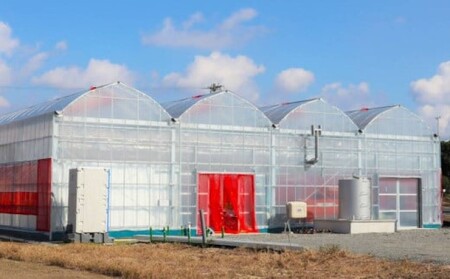 いちご 贅沢 あまおう 8パック 総重量 約1.7kg 果物 デザート イチゴ 苺