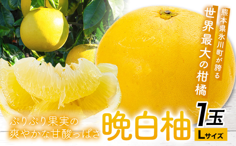 晩白柚 1玉 Lサイズ ばんぺいゆ 熊本《12月上旬-1月末頃出荷》熊本県 氷川町 果物 フルーツ 熊本県産 晩白柚 ばんぺいゆ---hkw_lcl_722_1tl---