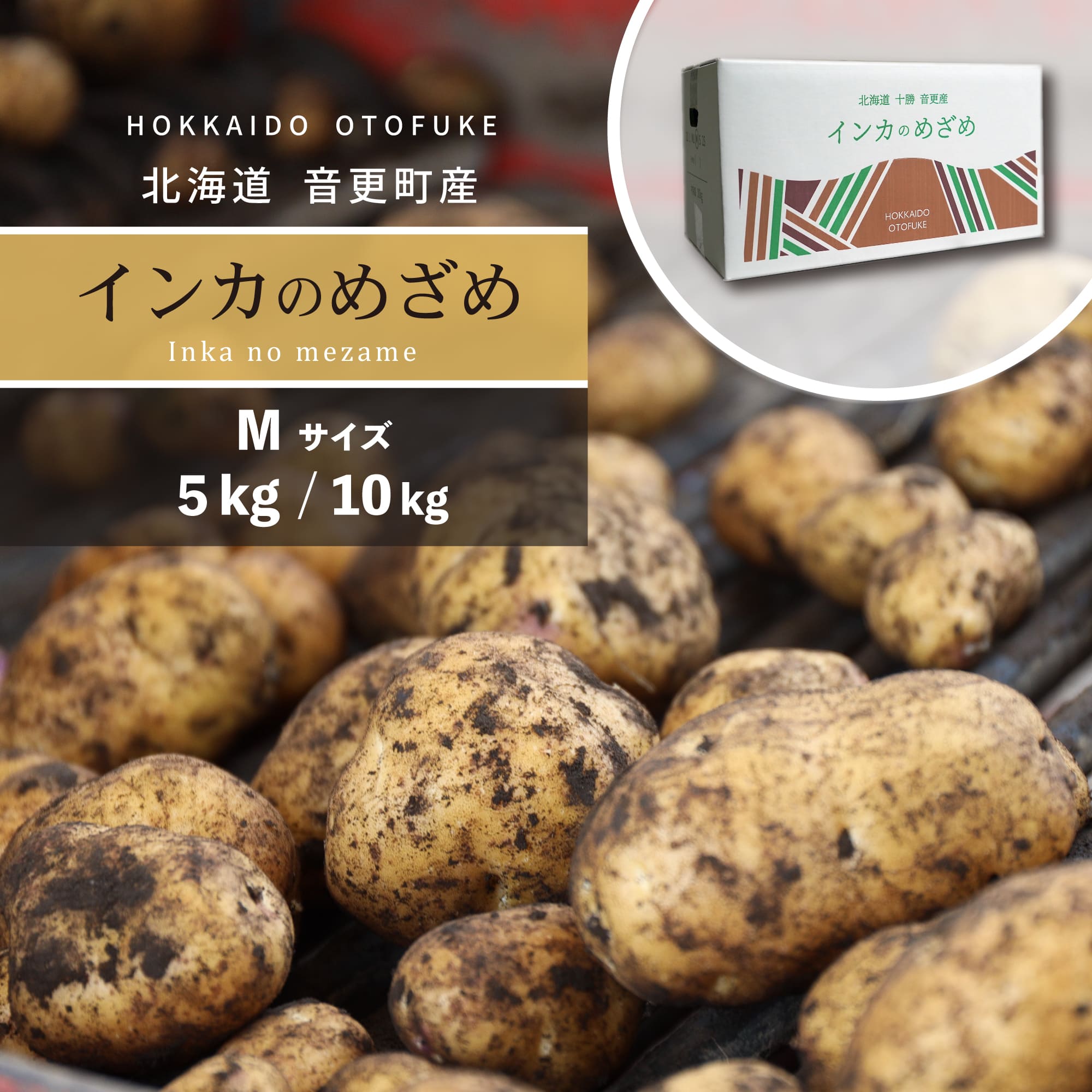 【ふるさと納税】【先行受付】＜選べる内容量＞おとふけ産じゃがいも「インカのめざめ」 5kg 10kg Mサイズ【2025年11月下旬頃より順次発送予定】 ジャガイモ いも 芋 野菜 北海道 音更町 送料無料