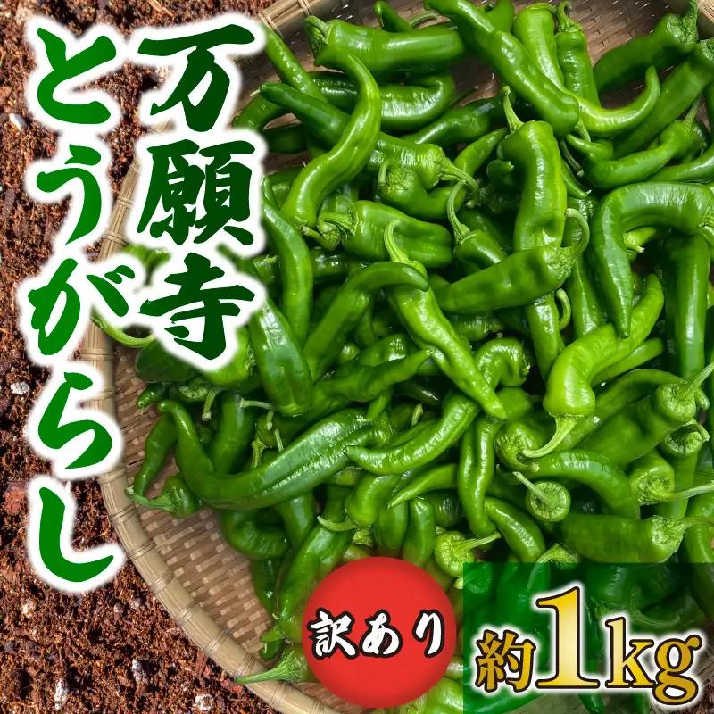 【訳あり】万願寺とうがらし 1kg  京野菜 とうがらし