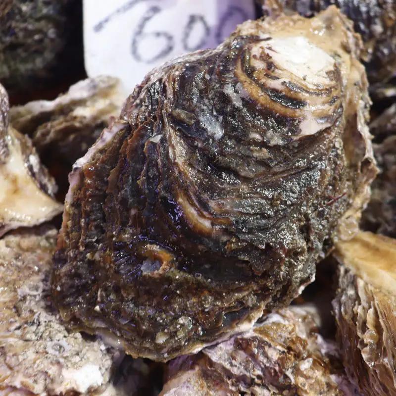 鹿島灘産 天然 岩牡蠣  約3㎏ 冷蔵 【9月下旬頃まで発送予定】