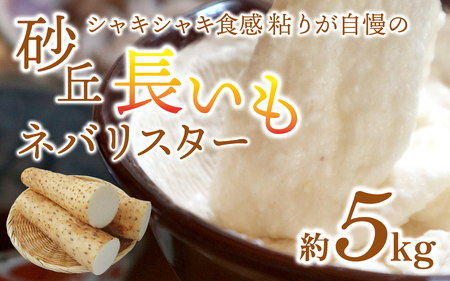 【先行予約 2026年収穫分】長いも（ネバリスター）5kg （1箱）/ 長いも