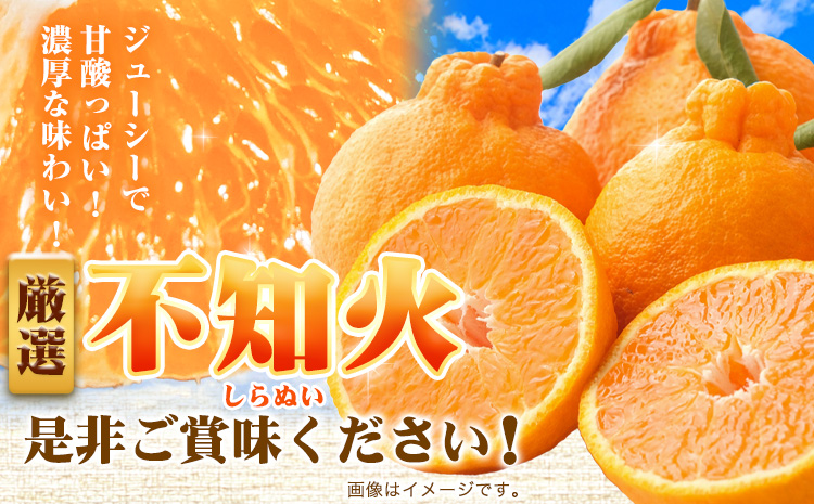 厳選 不知火 約10kg+250g（傷み補償分）【デコポンと同品種・人気の春みかん】【光センサーで食べ頃出荷】 池田鹿蔵農園@日高町（池田農園株式会社）《2月上旬-3月末頃出荷》和歌山県 日高町【配送