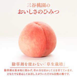 訳あり 飯山の桃 4kg（13玉～15玉） 香川県 丸亀市 三谷桃園