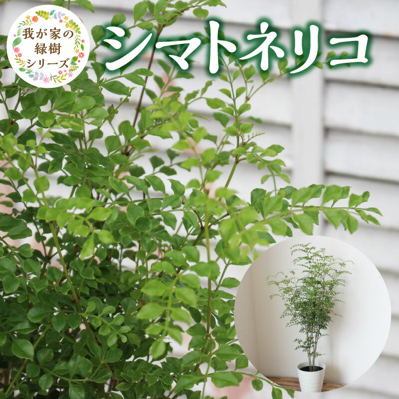 【ふるさと納税】シマトネリコ 鉢径 7号 高さ 約100cm チーム田主丸 緑のある暮らし 我が家の緑樹 シリーズ 鉢入り 庭植え 鉢植え 存在感 シンボルツリー 常緑樹 人気 植物 お取り寄せ 福岡県 久留米市 インテリア 送料無料