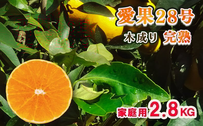 
            【1月発送予定】 甘さ抜群！ 愛果28号（紅まどんな と同品種） 2.8kg 訳あり 家庭用 M から 3Lサイズミックス｜紅マドンナ と同品種 まどんな マドンナ 柑橘 果物 フルーツ あいか 愛果28号 みかん 松山市 愛媛県 松本農園
          