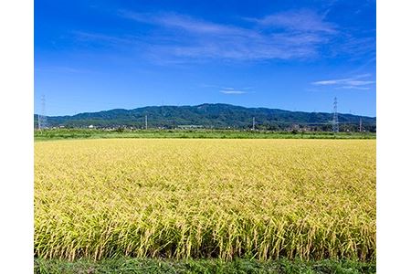 【期間限定発送】 米 令和6年 コシヒカリ 白米 10kg×1 [農家にしの 石川県 宝達志水町 38600875]
