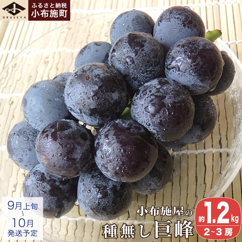種無し巨峰 約1.2kg 2～3房 ［小布施屋］ 種なし 果物 フルーツ ぶどう 葡萄 種無し 種なし クール便 冷蔵便 先行予約 数量限定 長野産 信州産 デザート 令和8年産 【2026年9月上旬～10月発送】