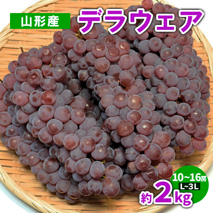 山形産 デラウェア 約2kg(10～16房) L～3L【令和8年産先行予約】FS23-782