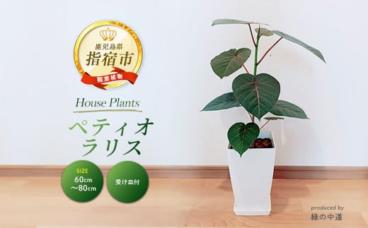 
            【観葉植物】ペティオラリス 60cm～80cm(緑の中道/018-1979) 観葉植物 植物 鉢付 インテリア 室内 オフィス ペティオラリス おしゃれ プレゼント ギフト 開店祝い 移転祝い【配送不可地域：北海道・沖縄県・離島】
          