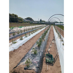 【SPIRA FARM】季節の野菜セット10～12品目入り《農薬・化学肥料は畑での栽培期間中不使用》出雲の自然の恵みを畑からお届け！［出雲 季節の野菜 野菜セット おまかせ 詰め合わせ  新鮮野菜 送
