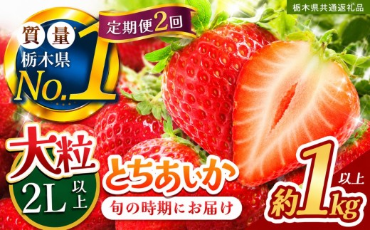 【定期便2回】苺 いちご 大粒とちあいか 約1000g【栃木県共通返礼品】 栃木県 下野市
