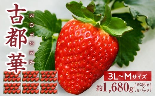 【2026年2月～3月発送】高級いちご「古都華」3L～Mサイズ6パック　先行予約 ことか 甘い 糖度 濃い 濃厚 果汁 香り 朝摘み いちご イチゴ 苺 フルーツ 果物 くだもの ご褒美 ごほうび 贈答 贈り物 ギフト プレゼント 冷蔵 奈良県 生駒市 送料無料