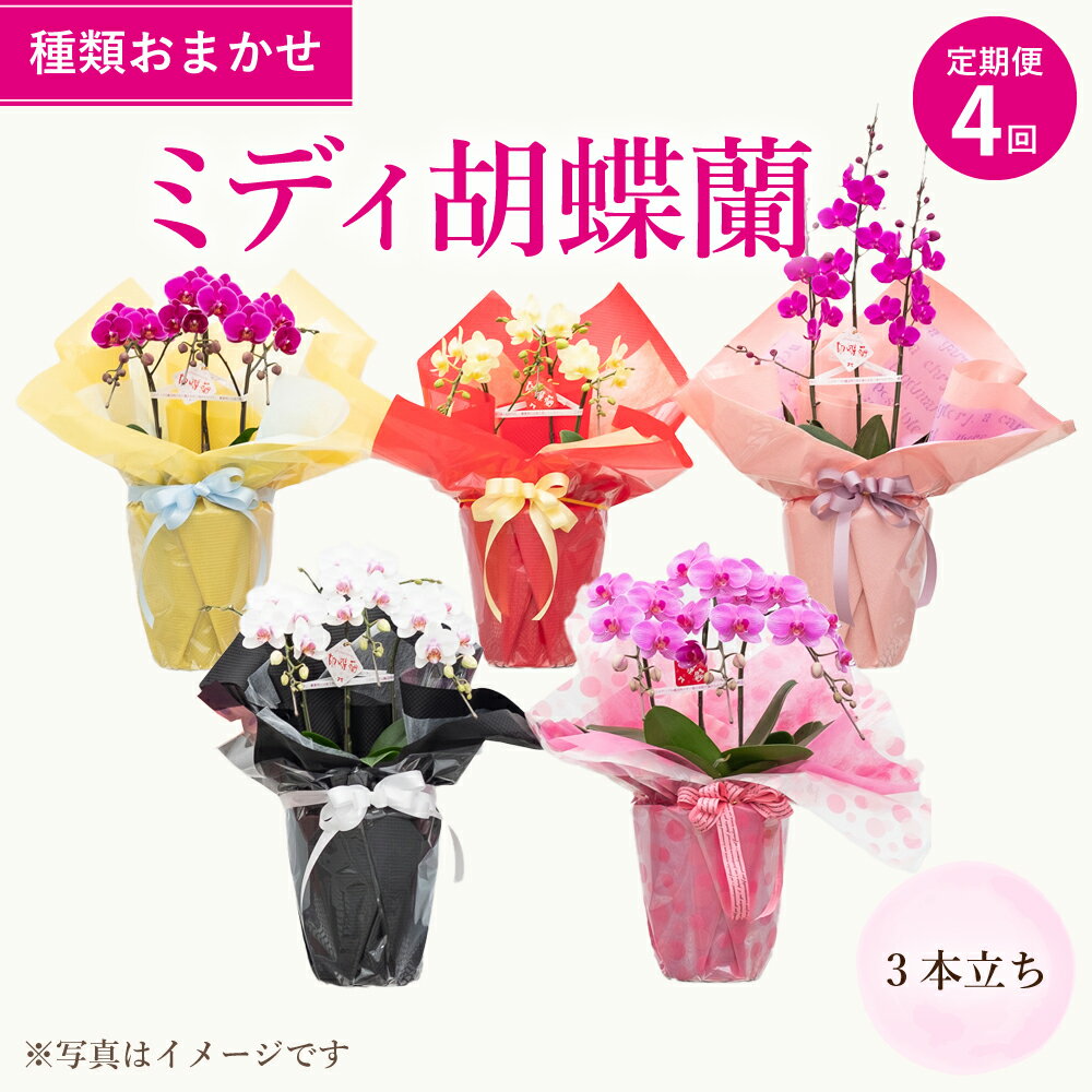 【ふるさと納税】定期便4回 ミディ胡蝶蘭 3本立ち なかがわ 胡蝶蘭 コチョウラン 蘭 ラン らん ミディサイズ 花 お花 インテリア 植物 ランダム 観賞用 贈答用 ギフト 贈り物 和モダン 送料無料
