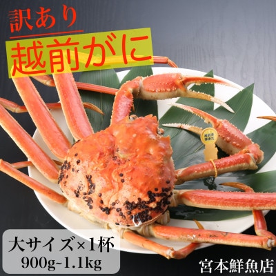 【2025年2月より順次発送】【訳あり】≪浜茹で≫越前がに　大サイズ×1杯【配送不可地域：離島・北海道・沖縄】【1510213】