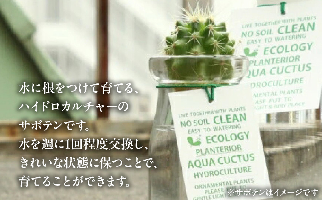 ※写真はイメージです。2鉢をセットでお届けいたします。