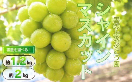 
                  容量選べる！シャインマスカット 岡山県新見市 雲の上のぶどう園 【先行予約 2026年10月中旬から順次発送】
                