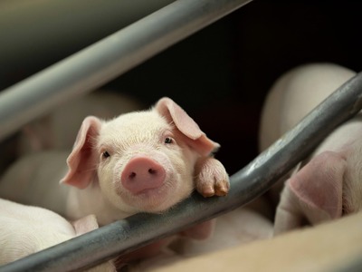 【農場直送】千葉県産三元豚　元気豚 精肉セット 3kg_三元豚 精肉 セット 農場直送_【配送不可地域：離島・沖縄県】 TAKB009