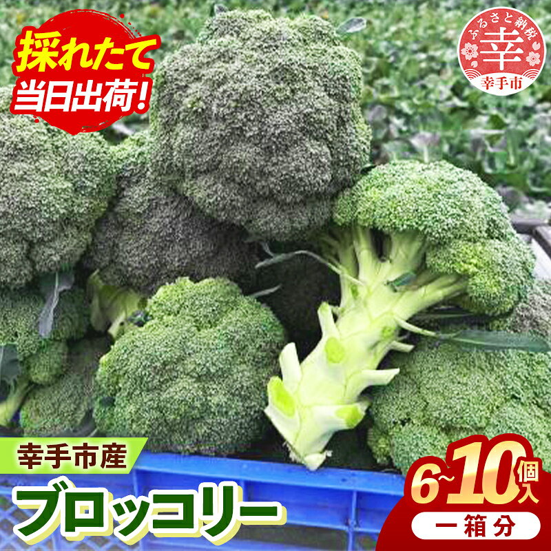 【ふるさと納税】【きあり農園】2026年度 幸手市産 ブロッコリー 1箱 - 朝採れ 旬野菜 産地直送 野菜 ベジタブル 美味しい おいしい おつまみ 晩酌 サラダ 温野菜 おすすめ 送料無料 埼玉県 幸手市