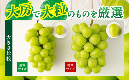 【先行受付】特大シャインマスカット1房 約750g |マスカット ぶどう ブドウ 葡萄 果物 フルーツ 人気 香川 香川県 三木町 特大 大房 大粒 厳選 種なし 皮ごと食べられる ジューシー 糖度が