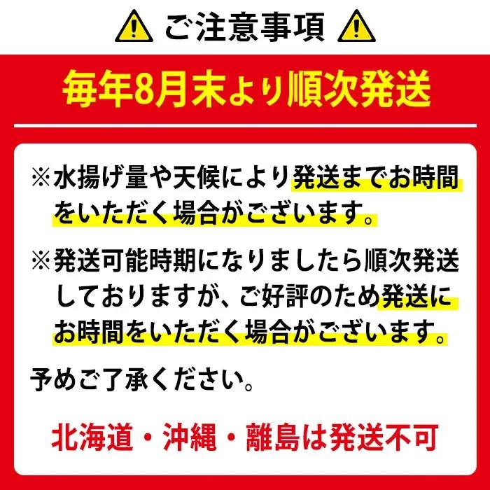 【1353211a】＜訳あり＞朝獲れ発送！鮮魚問屋が厳選した氷締め伊勢海老(4～10尾・総量4kg以上) 伊勢エビ 伊勢えび 刺身 さしみ えび 海老 魚介類 海鮮 刺身 塩焼き 訳あり 訳アリ 【江