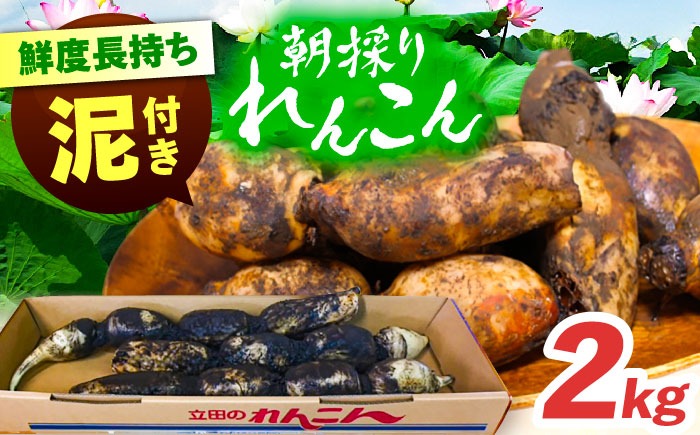 土付き鍬掘り レンコン 2kg れんこん 蓮根 産地直送 野菜 愛西市 / 株式会社山三レンコン [AEBK001]