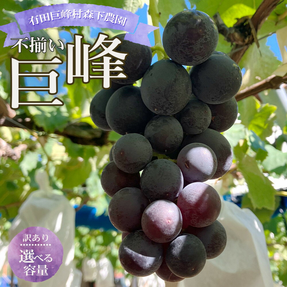 【ふるさと納税】【選べる容量】数量限定 訳あり 不揃い 有田産 巨峰 約2～3kg 有田 巨峰村 森下農園 ぶどう 送料無料 フルーツ | 巨峰 ブドウ ぶどう フルーツ 果物 くだもの 食品 人気 おすすめ 送料無料