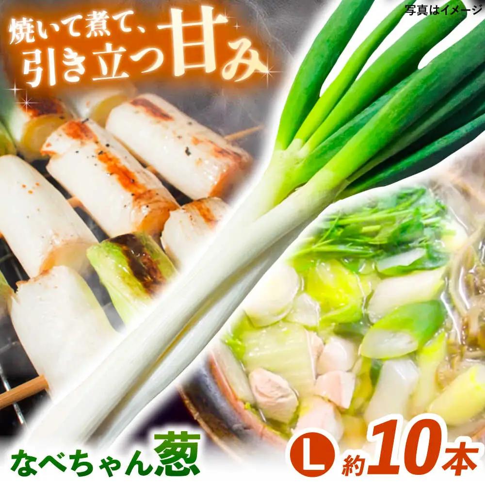 ねぎ【2026年11月発送開始】なべちゃん葱  Lサイズ2.5kg 約10本 [AICO003]